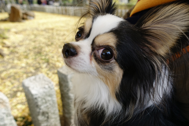 チワワ 特徴・性格・飼い方