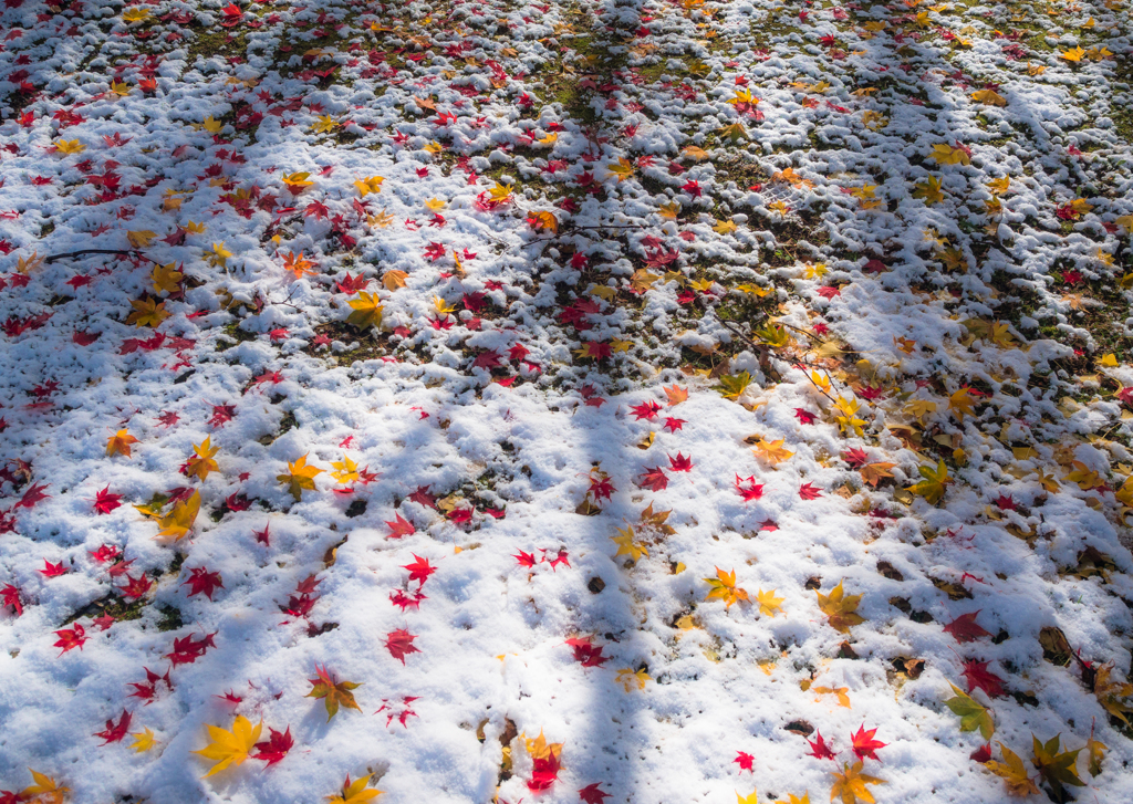 初雪 by m-hill （ID：2906191） - 写真共有サイト:PHOTOHITO