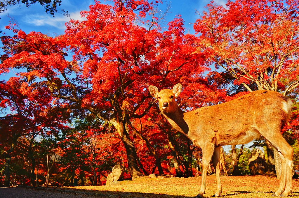 超激安在庫鹿と紅葉　ＮMＳ-39 武具