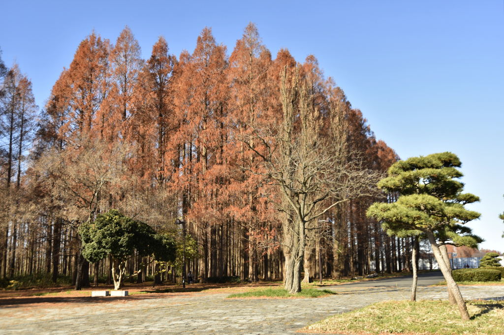 东京都葛饰区 水元公园