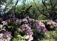 「4/24 つつじ」 (film)