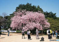 Nature「フィルム新宿御苑」