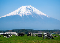 富士山麓の牧場