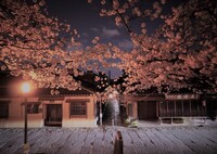 石塀小路へ誘う夜桜