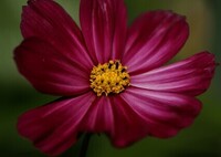 庭に咲く花41「秋桜③」