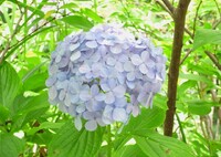 遅れてきたアジサイ