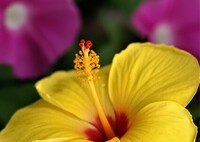 庭に咲く花56「ハイビスカスー黄色②」