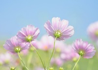 Cosmos③