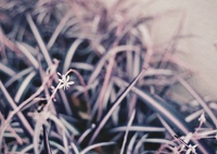 はねをひろげて(film)