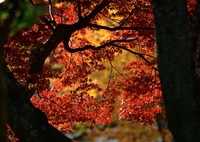眩しい紅葉