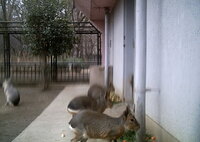 昔撮った、多分おそらくだけど三鷹の動物園