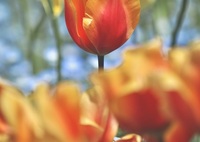 cheerful tulip in nabananosato