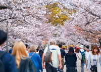 大阪の桜