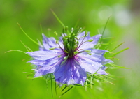 庭に咲く花67「ニゲラ青」