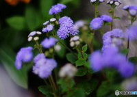 私バモスと申しますm(_ _)m