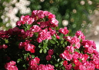 空港に薔薇を撮りに行こう（ミラーレンズで）