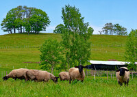 草原の牧羊