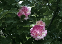 庭のバラ2