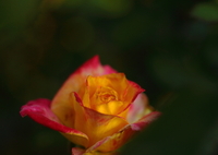 ひっそりと咲く薔薇