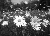 白い花の群生