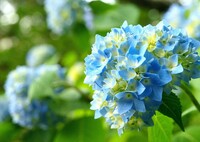 紫陽花便り～淡い青色の誘惑