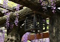 Where there is a wisteria trellis