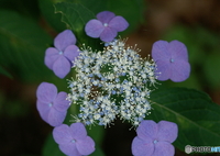 紫陽花シーズン１「打ち上げ花火（宵の星）」