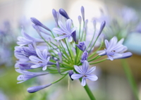 涼やかな花火