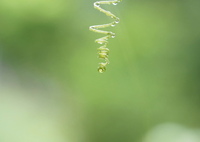 今日も雨です*