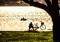 水面きらめく午後..