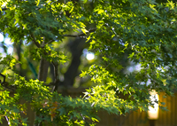 nasu_no_mori_village at 7:07 Oct,21 2024