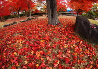 史跡の紅葉