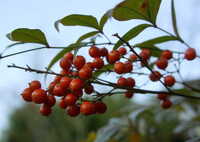 Nandina berries