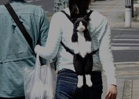 お行儀の良い猫　(*_*;