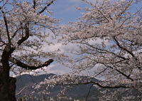 春の色