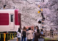千本桜の踏切