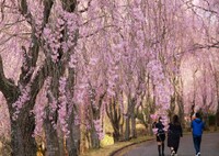 しだれ桜の並木道　甲山ふれあいの里