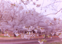 今年の桜ももうすぐ終わり