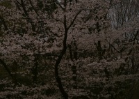 〜Cherry Blossom〜