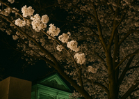 夜桜