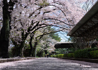 桜バスターズ