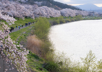 宮城　一目千本桜