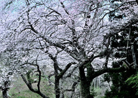 箟峯寺の山桜