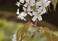 山の桜