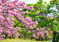 足立妙見宮2021　春-2　八重桜と灯籠