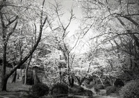 「花の頃：桜の森」 (film)