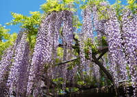 藤の花 Ⅰ