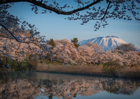 夜明け桜