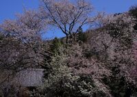 春溢れる古刹