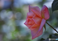 四月の薔薇